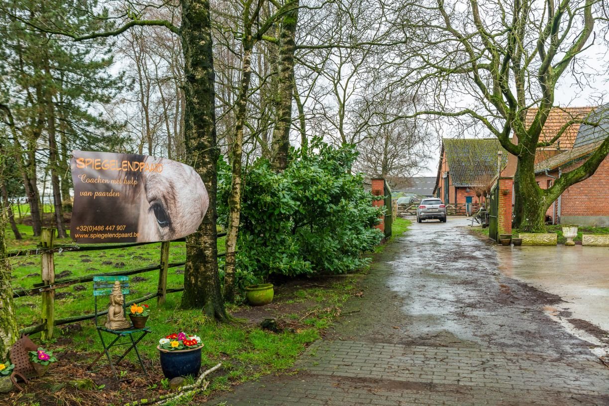 Spiegelend Paard